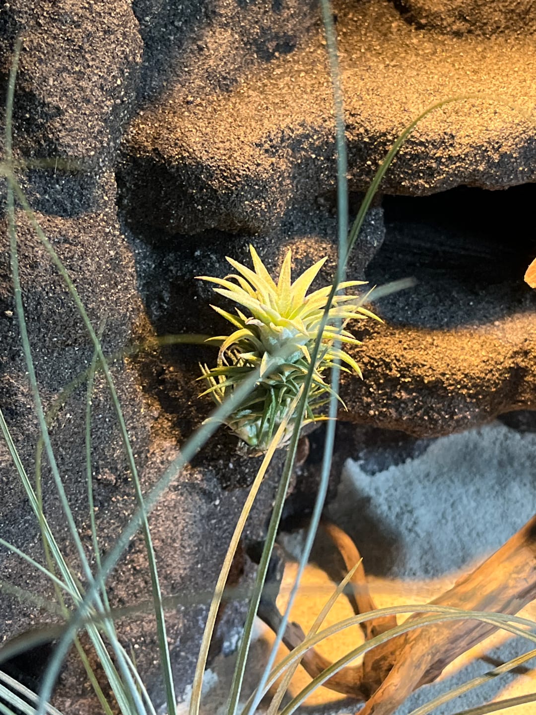 Customer photo review of Tillandsia vanhyningii