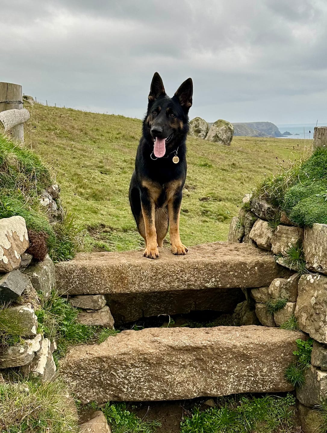 Customer photo review of Scottish Salmon Dry Food