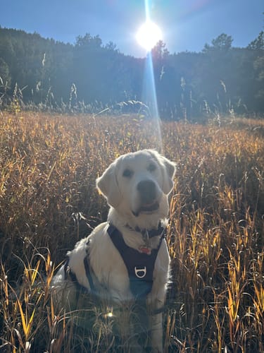 Customer photo review of PawProtect