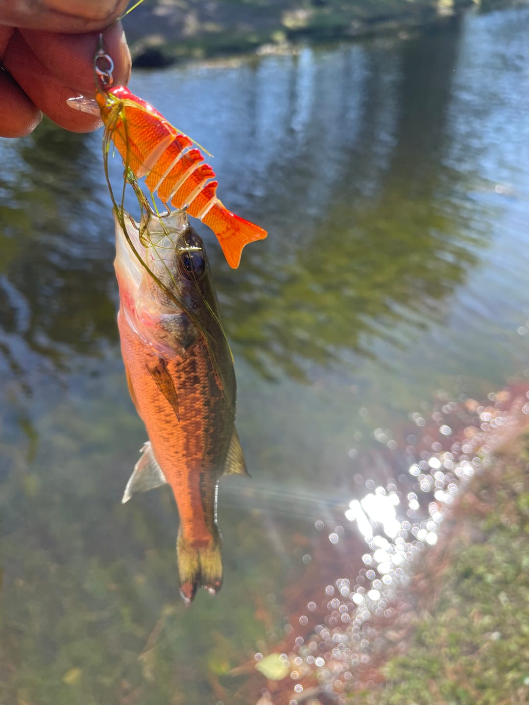 Customer photo review of Swimmax Fishing Lures | Six-Segmented | BKK Hook | Rattling Gurgling | Heavy-Duty Dyneema Fiber | For Bass & Trout & Walleye & Crappie