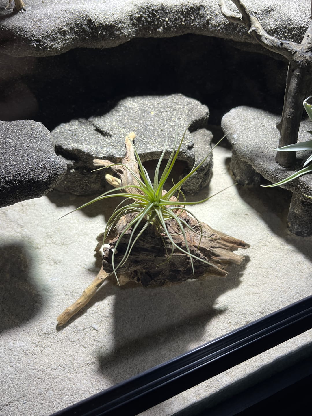 Customer photo review of Tillandsia aeranthos