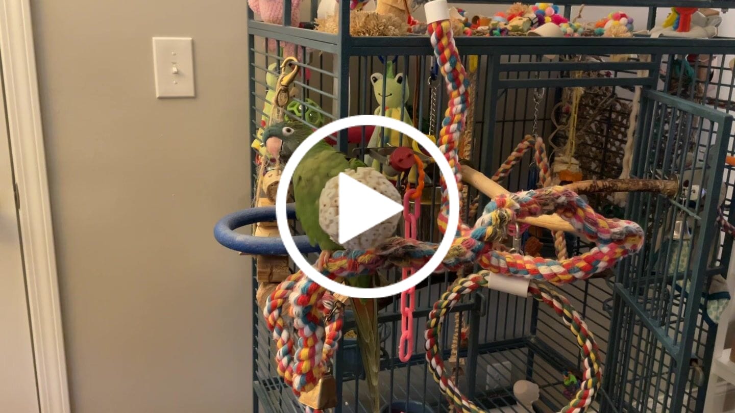 Customer video review of 3.25" Sola Atta Ball