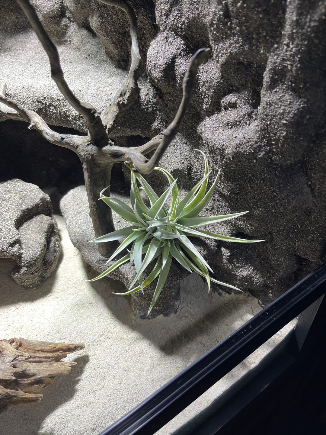 Customer photo review of Tillandsia harrisii