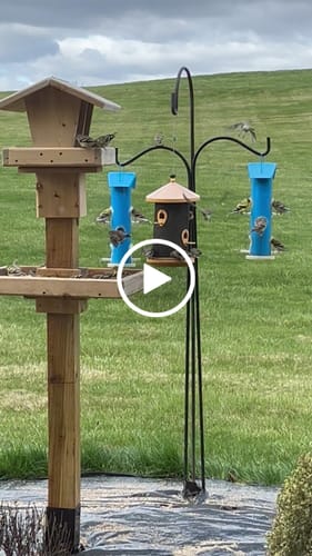 Customer video review of Fine Sunflower Hearts