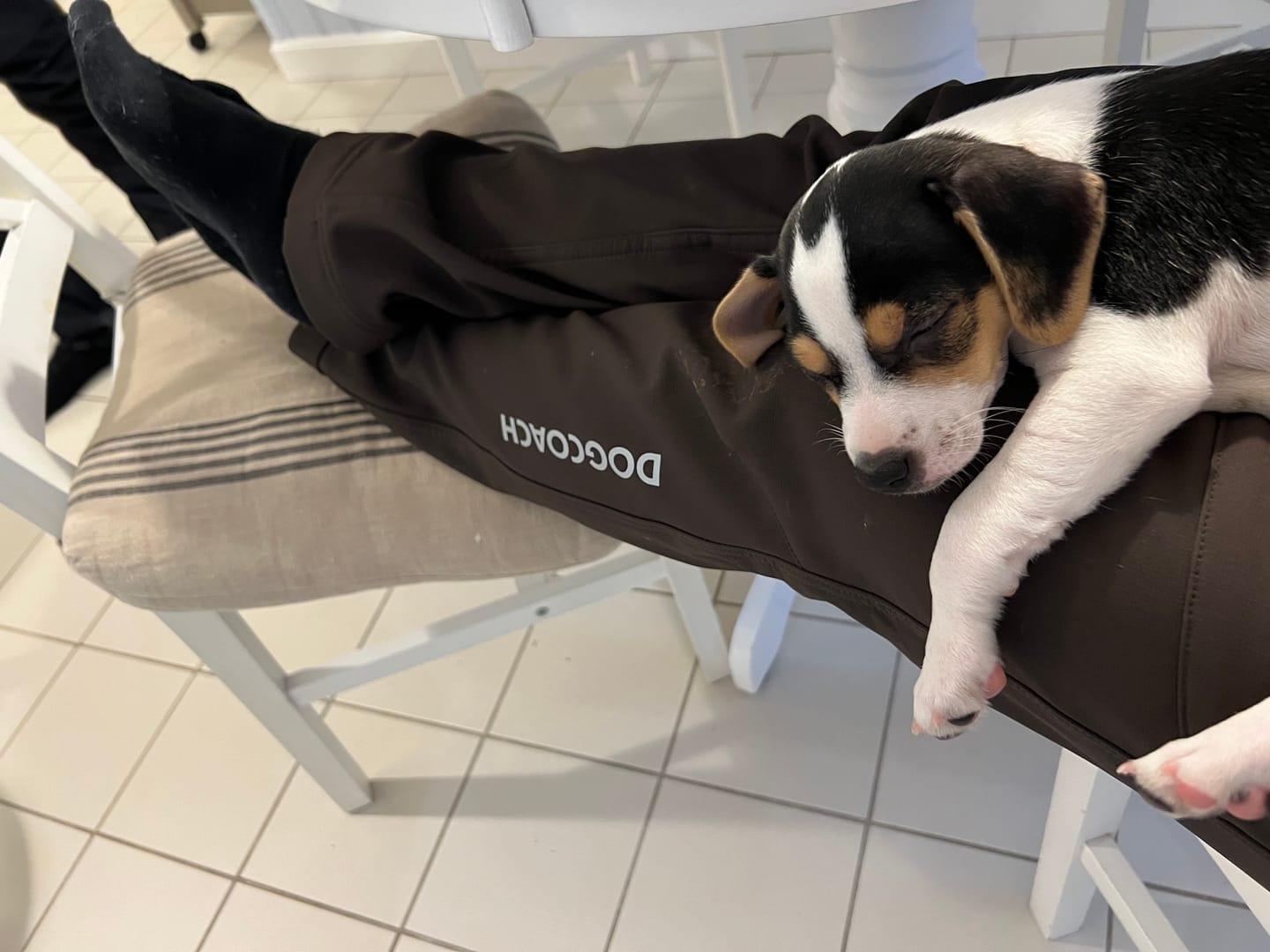 Customer photo review of Hundelufterbukser 2.0 | Vinter | Bison | Short | Reynard