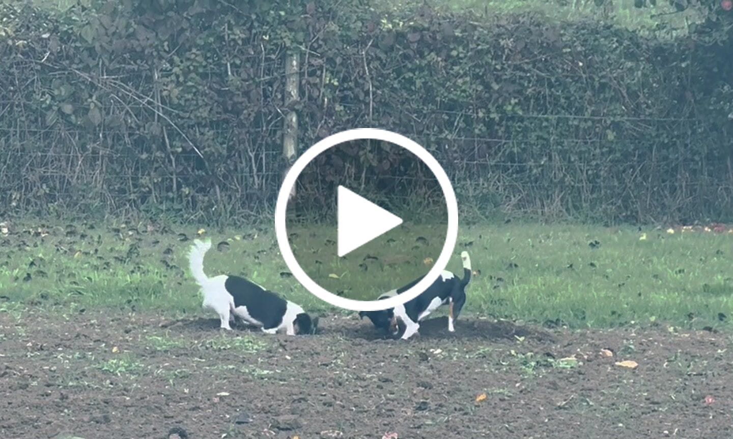 Customer video review of Salmon Small Breed Dry Food
