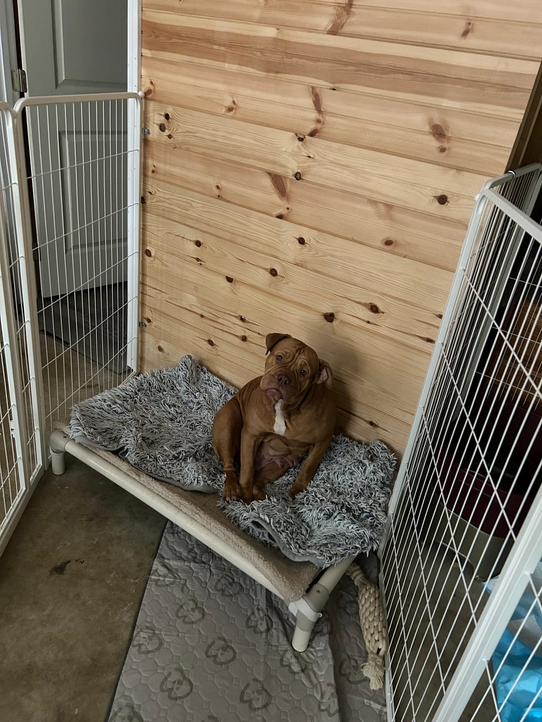 Customer photo review of Washable Pee Pads for Housebreaking Your Dog