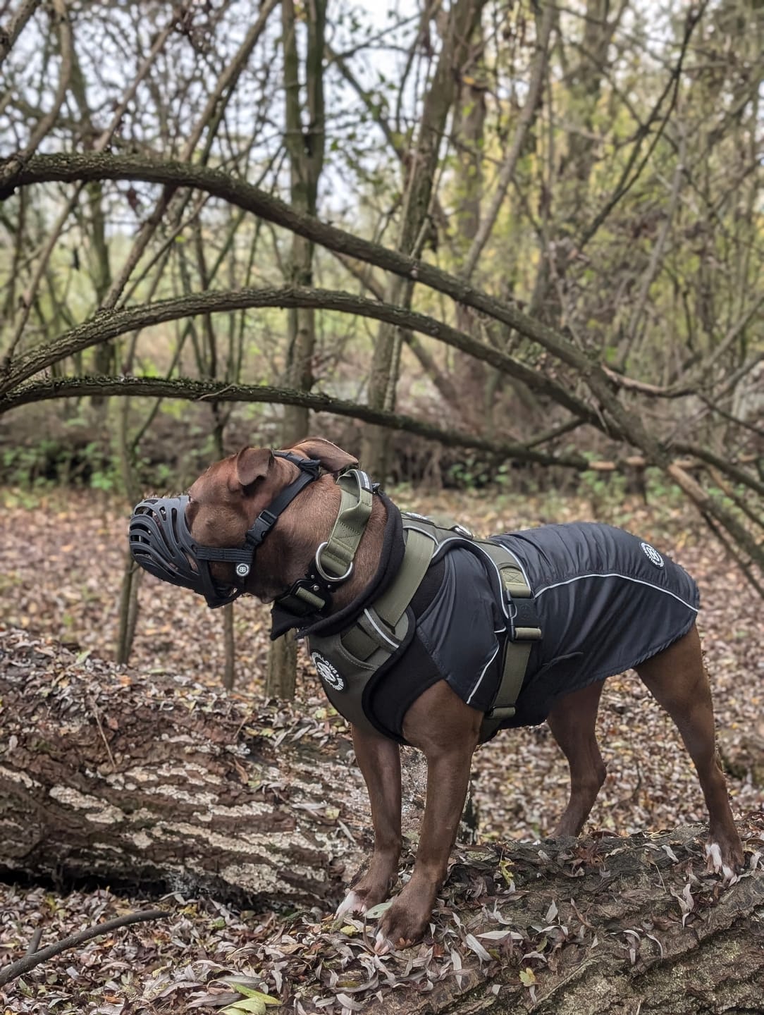 Customer photo review of 4cm Combat® Collar | Handle & Rated Clip -  Khaki