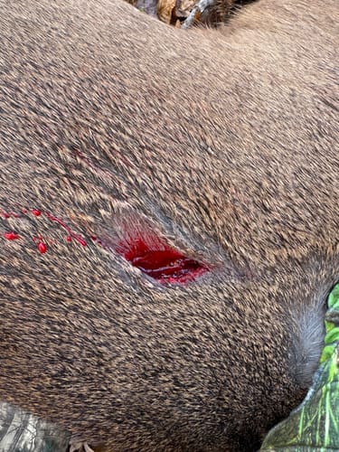 Customer photo review of Beast Broadheads