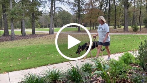 Customer video review of Classic Heavy-Duty Tactical No-Pull Team K9™ Dog Harness With Front & Back D-Rings, Quick-Release Metal-Buckles, Hook & Loop Panels, & Top Handle