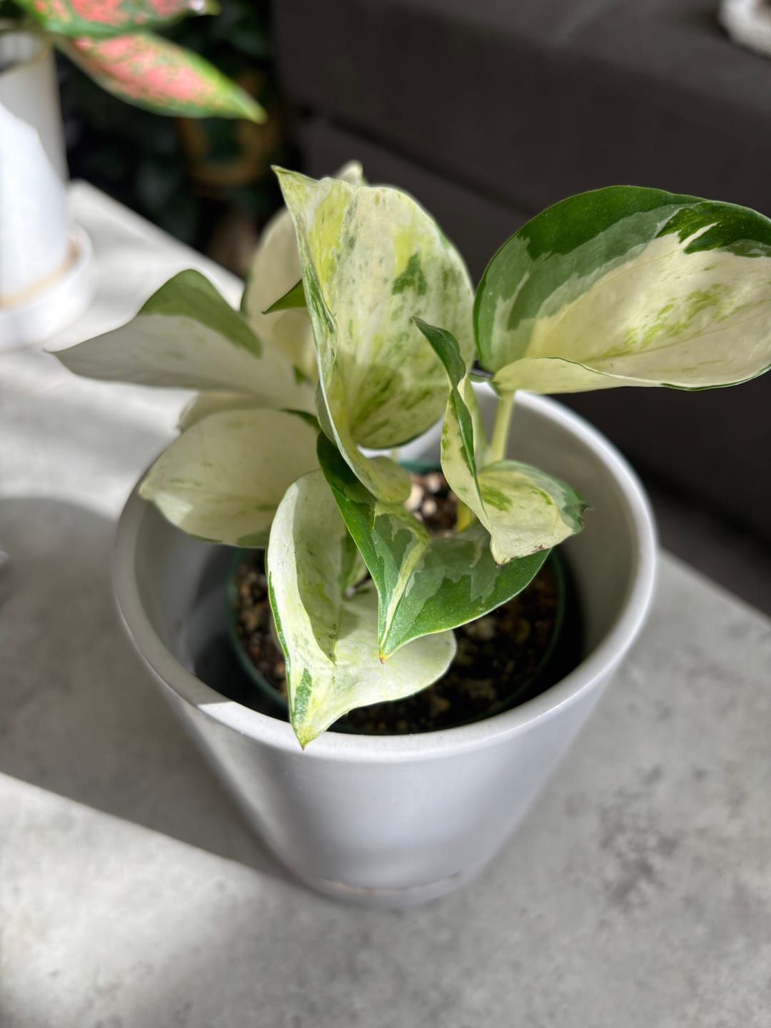 Customer photo review of Pothos Epipremnum aureum 'Manjula'