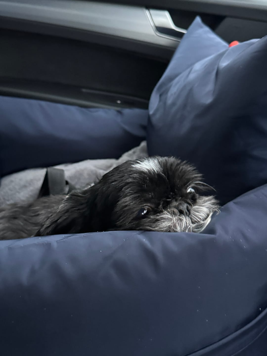 Customer photo review of Travel Dog Pod