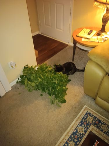 Customer photo review of J3 Indestructible Shoes