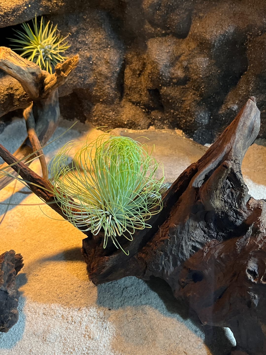 Customer photo review of Tillandsia andreana