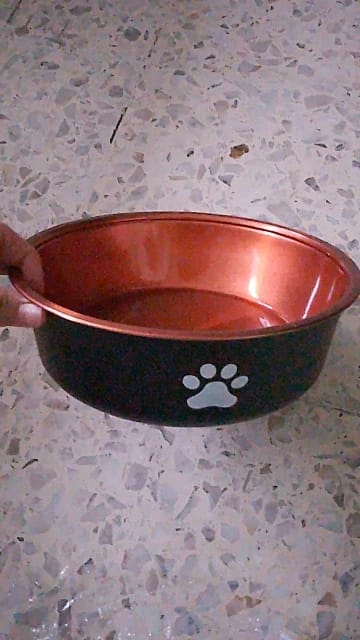 Customer photo review of Stainless Steel Anti-Slip Dog Bowls and Water Fountains: Feeding Accessories for Small, Medium, and Large Dogs