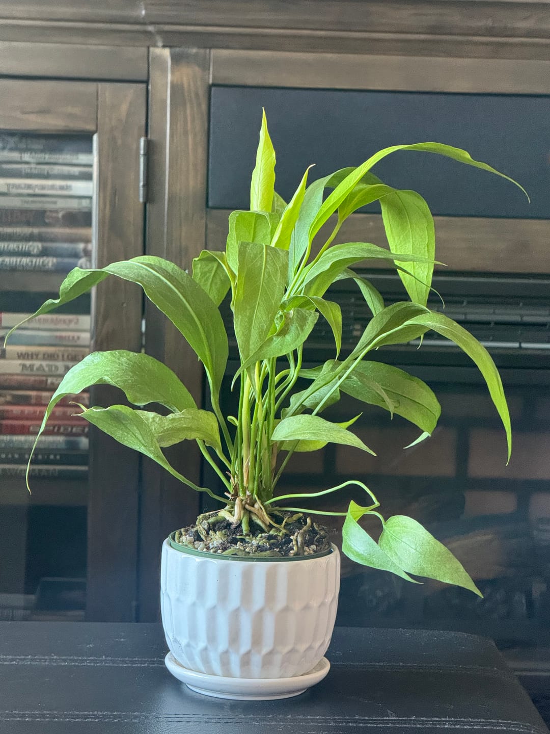 Customer photo review of Anthurium 'Big Red Bird'