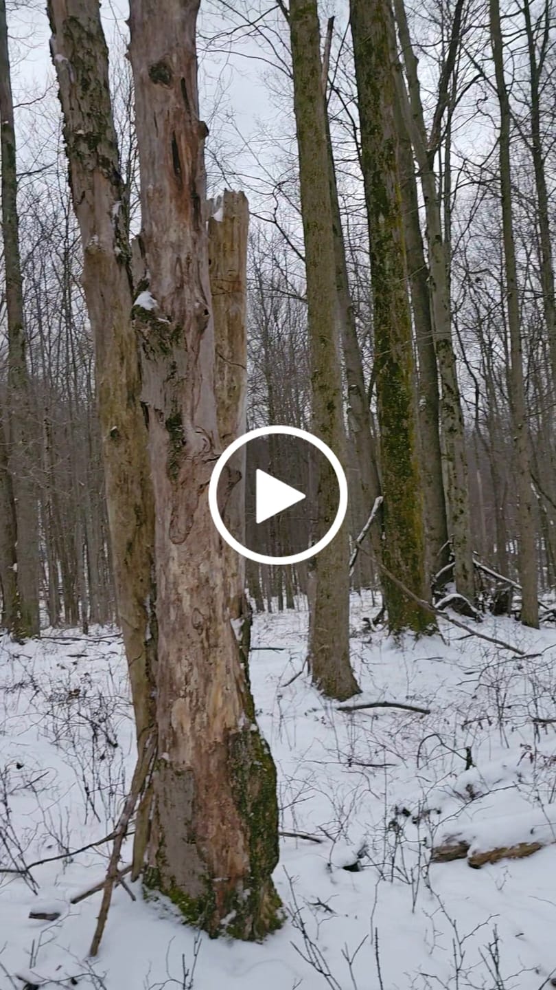 Customer video review of TideWe Men's Soft Shell Heated Jacket Coat with Detachable Hood and Battery Pack Size S-XXXL