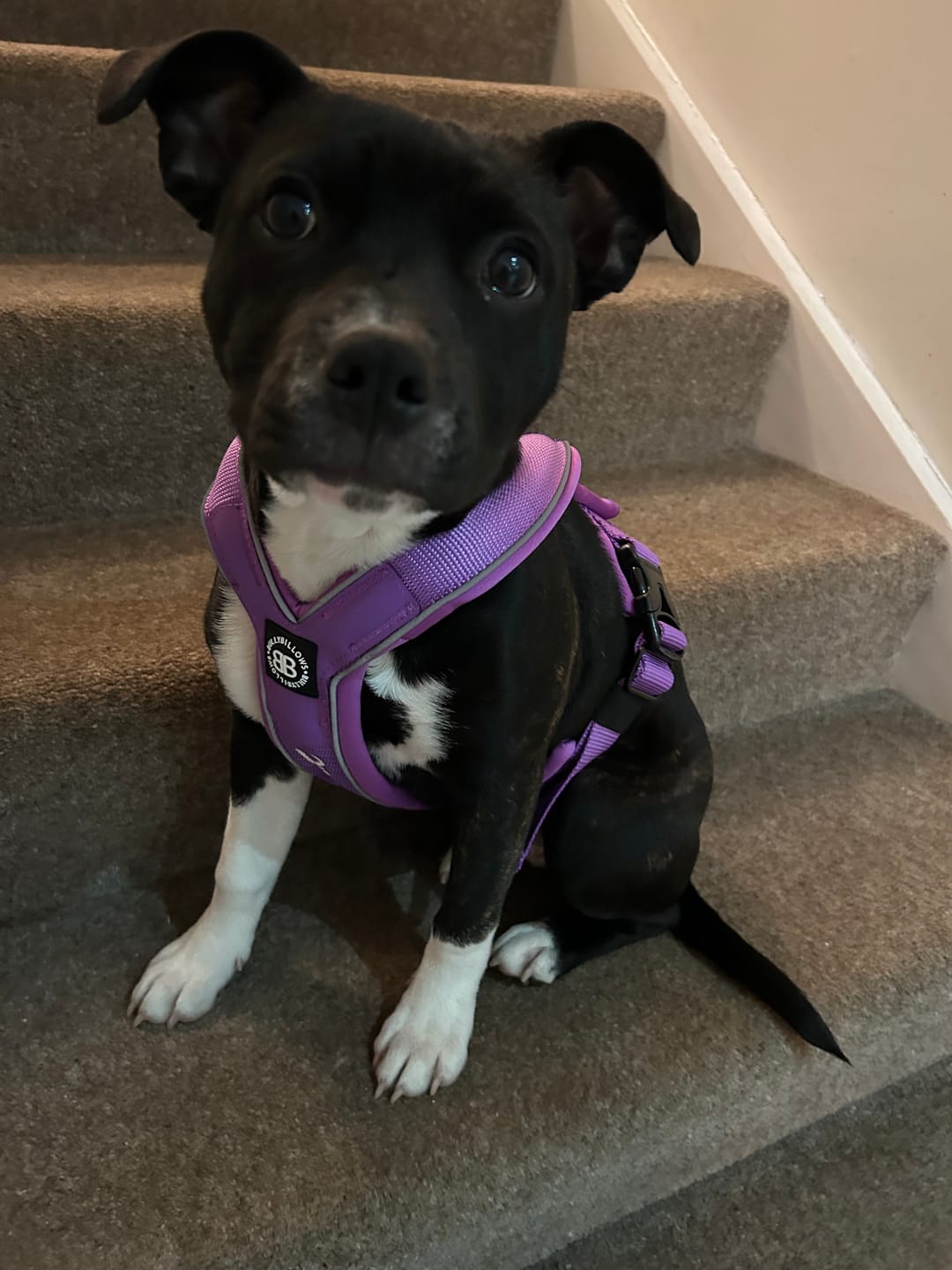 Customer photo review of Slip on Harness | Foam Padded - Purple