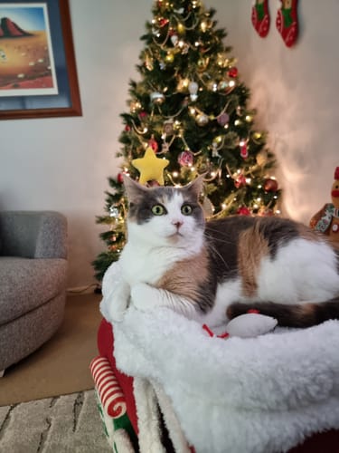 Customer photo review of ZeZe Christmas Train Cat Tree: Holiday-Themed Climbing Frame & Toy for Cats