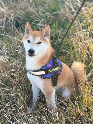 Customer photo review of FunFunPet 高機能ハーネス（お名前タグ作成サービス付き）