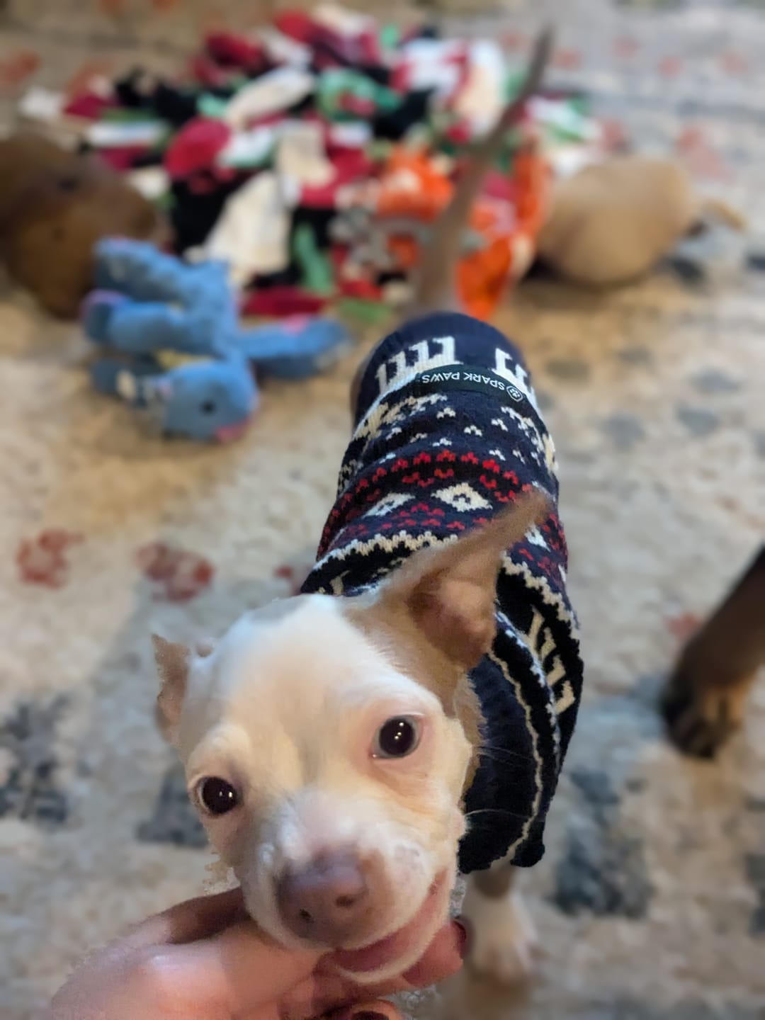 Customer photo review of Christmas Dog Knit Sweater