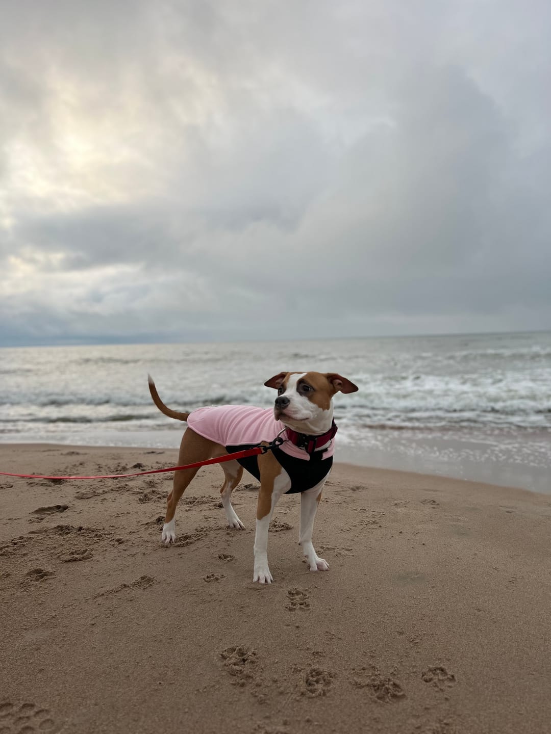 Customer photo review of Dog Fleece With Zip - Pink