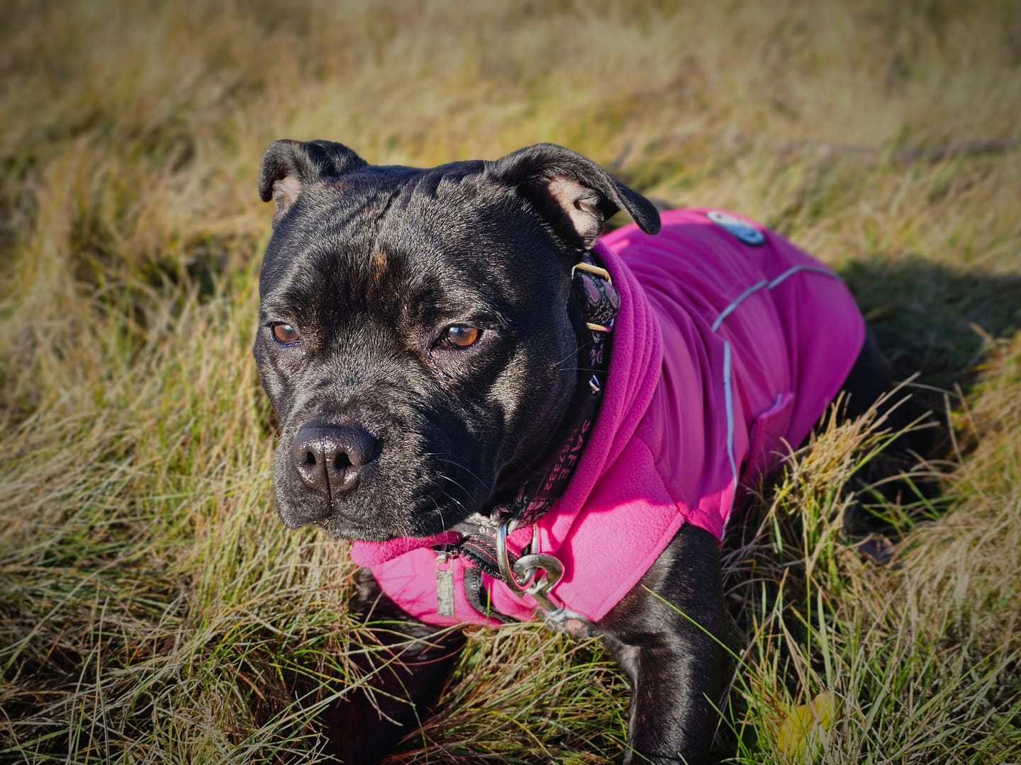 Customer photo review of Dog Coat With Zip - Shower Proof - Carminerose