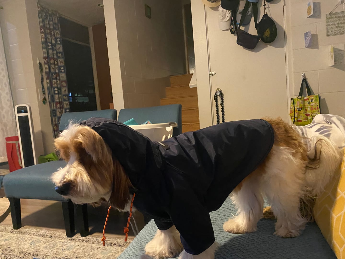 Customer photo review of Nylon Rainbreaker