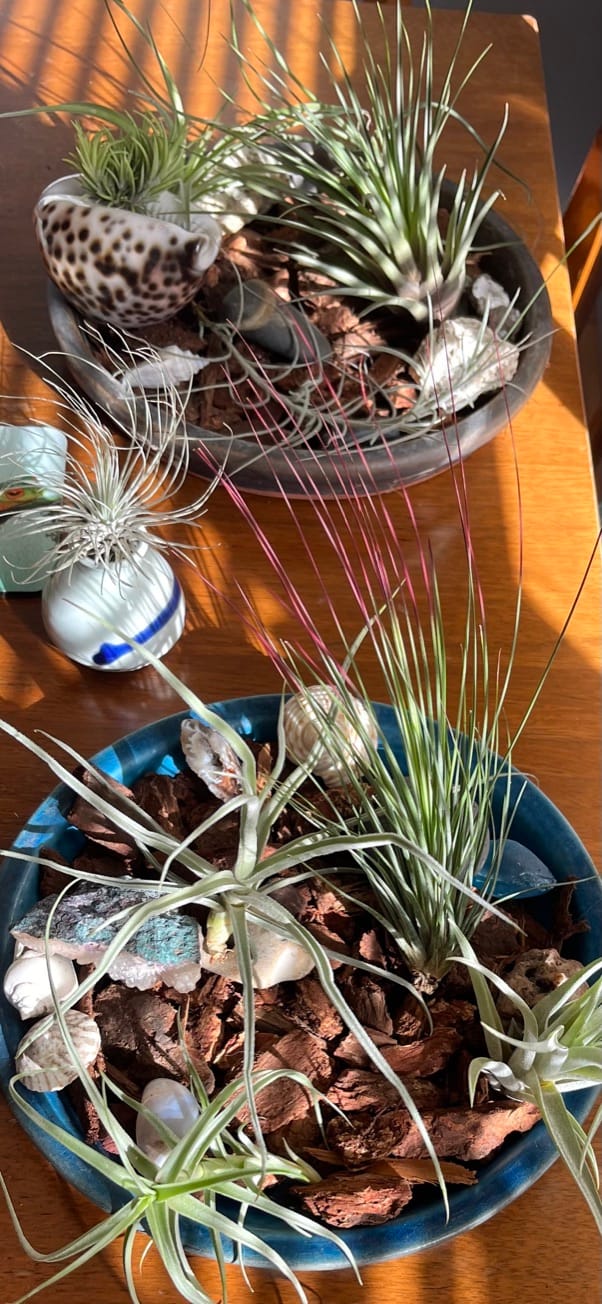 Customer photo review of 10 Pack Premium Air Plants Mix  *Cannot Be Shipped Internationally*