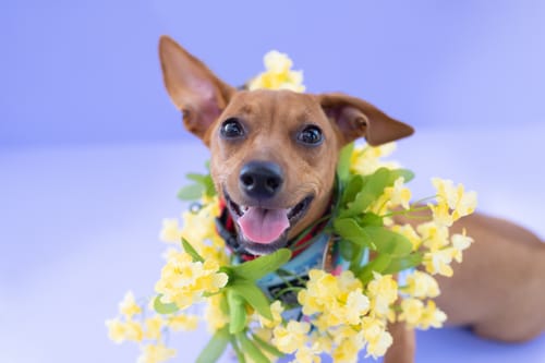 Customer photo review of PUPVOTE: 2025 Cutest Pet Calendar (Official Edition)
