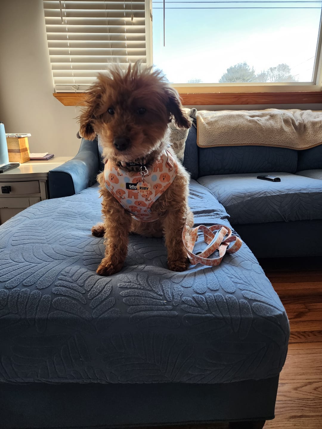Customer photo review of Adjustable Dog Harness - Curly Club Collection