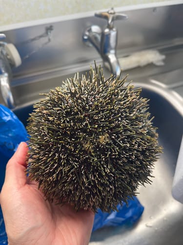 Customer photo review of 1KG Kina Fresh in shell (NZ Caught)