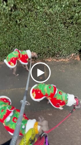 Customer video review of Sighthound Christmas Tree Warm Fleece Coat