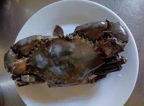 Customer photo review of Whole Mud Crab Frozen