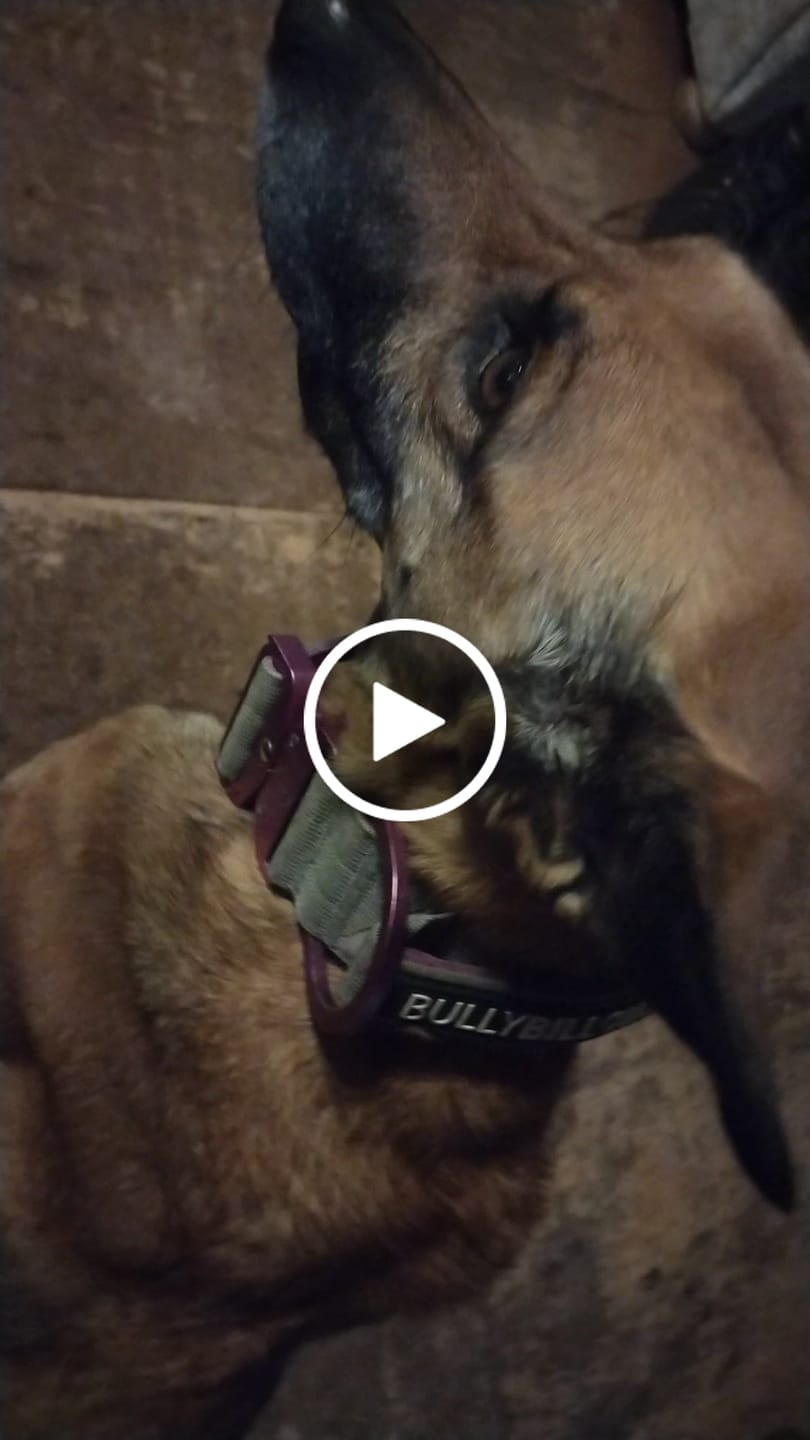 Customer video review of 5cm LIGHTER Combat® Collar | With Handle Rated Clip - Purple & Metal Grey