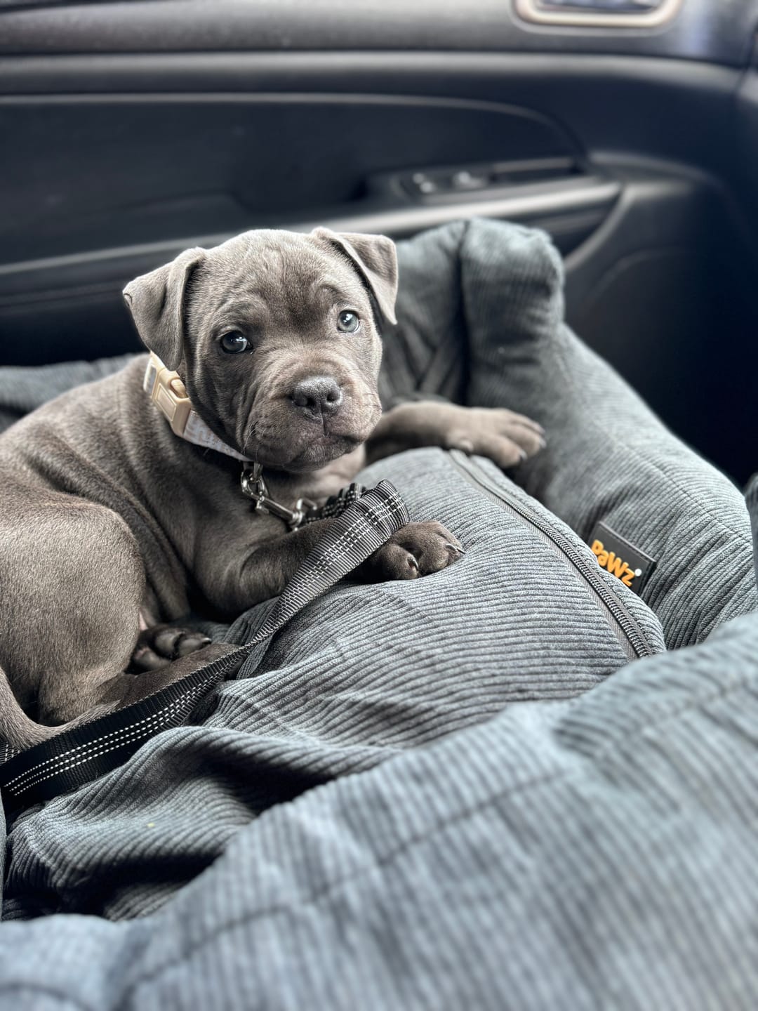 Customer photo review of PaWz Dog Car Booster Seat