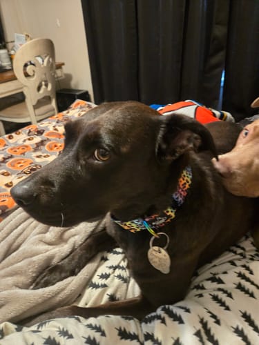 Customer photo review of Frankalicious Martingale Collar