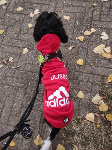 Customer photo review of Felpa "Adidog" Nera Personalizzabile con nome