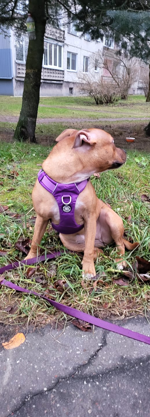 Customer photo review of Air Harness | Anti-Pull & With Handle - Purple