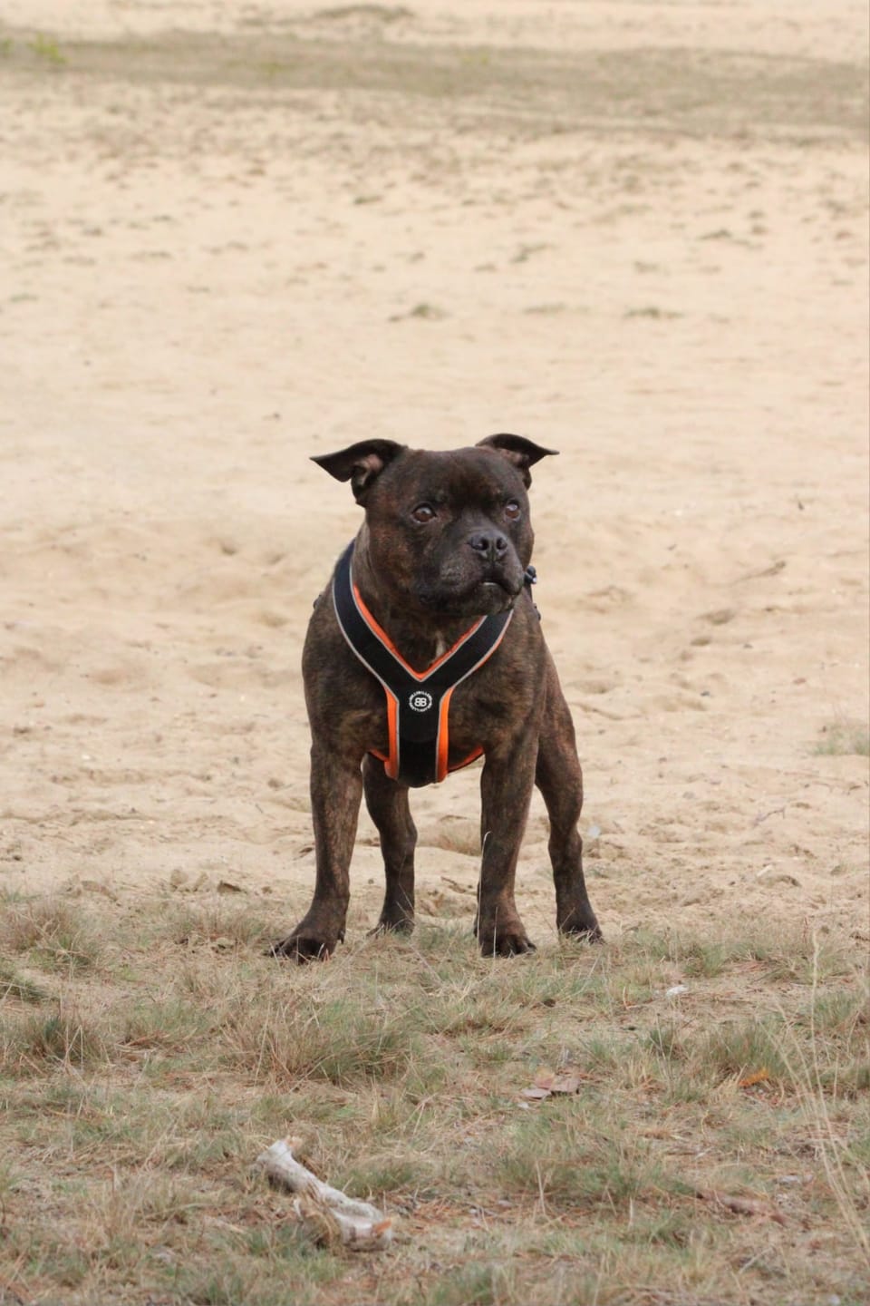 Customer photo review of Slip on Harness | Foam Padded - Black x Orange