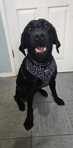 Customer photo review of Adjustable Harness – Pongo
