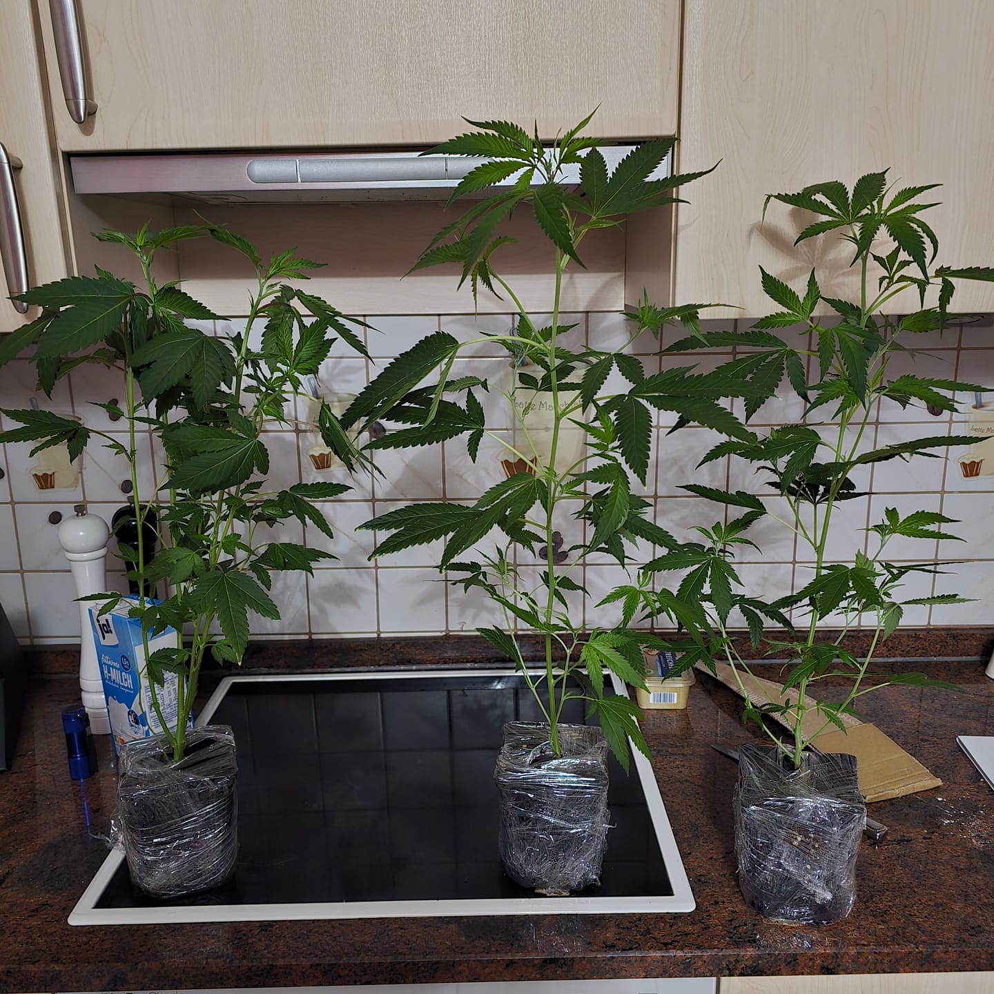 Customer photo review of Hanfsteckling | Blackberry Moonrock