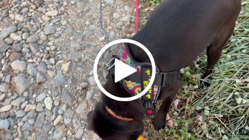 Customer video review of 【プレミアム版】FunFunPet 高機能ハーネス （お名前タグ作成サービス付き）