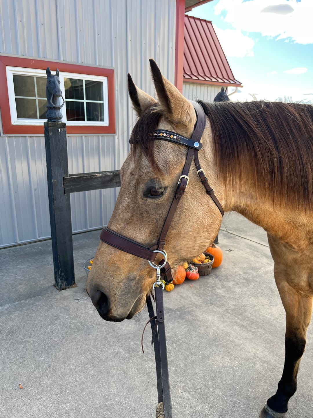 Customer photo review of Western Charm Snap-Out Browband