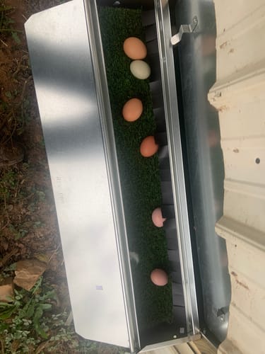 Customer photo review of Medium (34") Reversible Rollout Nest Box (Up to 32 Hens)