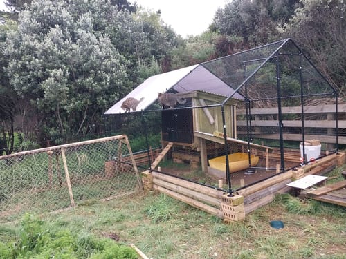 Customer photo review of Durable Outdoor Chicken Run with Cover - 300x400x200cm