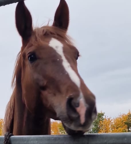 Customer photo review of Strotonin Horse Support