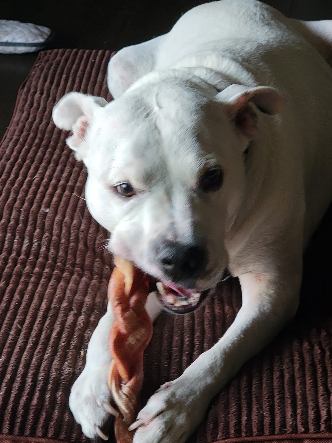 Customer photo review of 12 Inch Monster Braided Bully Stick