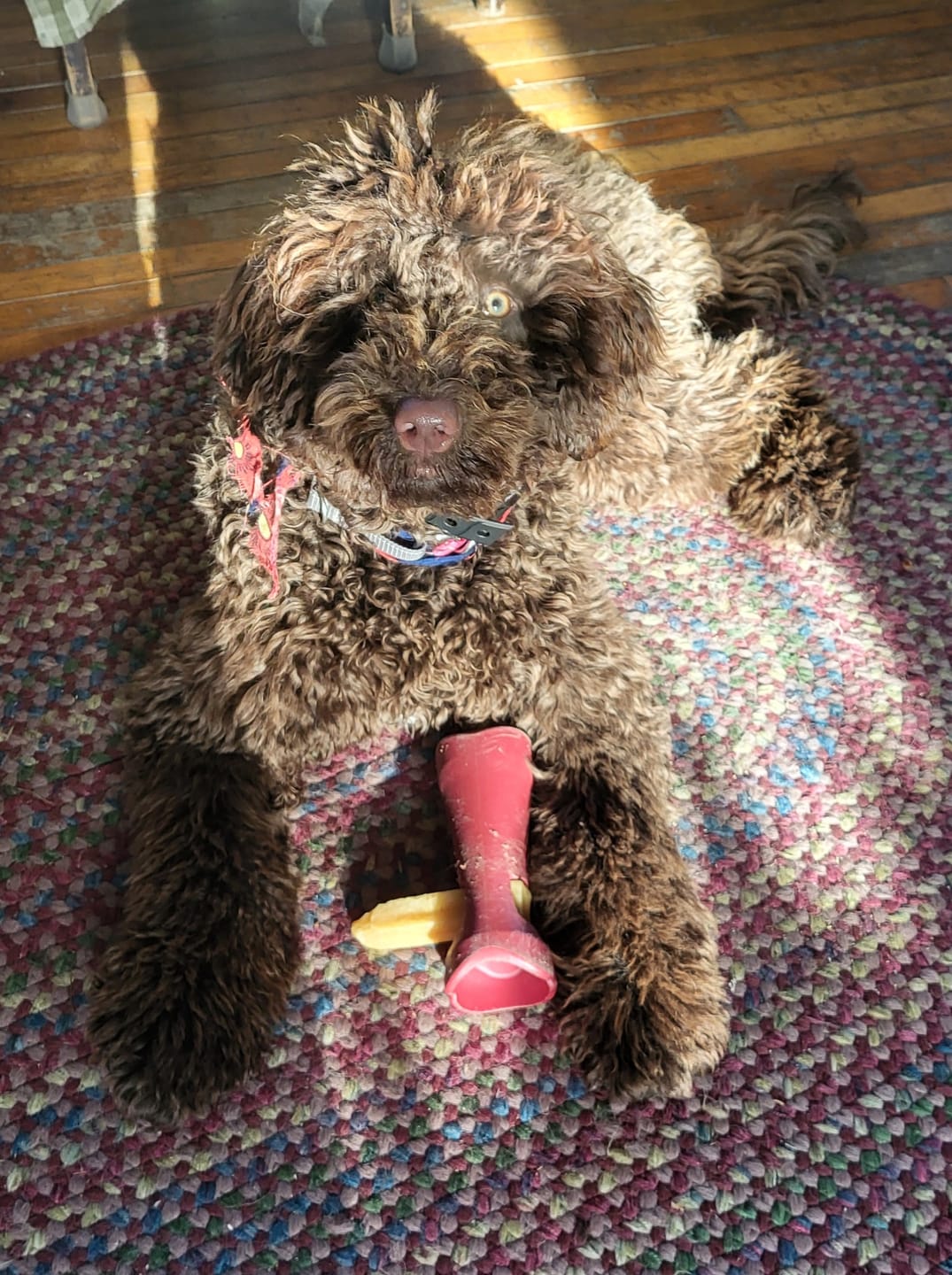 Customer photo review of Himalayan Yak Chew (SMALL)
