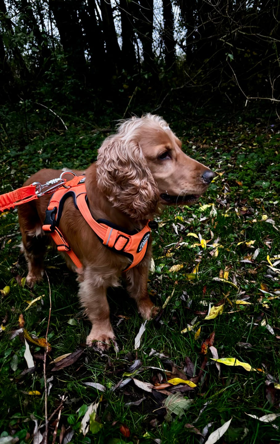Customer photo review of Comfort Premium Harness | Non Restrictive - Orange